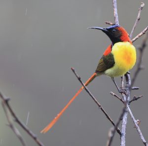 Fire-tailed Sunbird, 火尾太阳鸟, Aethopyga ignicauda-gallery-