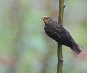 Yellow-rumped Honeyguide, 黄腰响蜜䴕, Indicator xanthonotus-gallery-