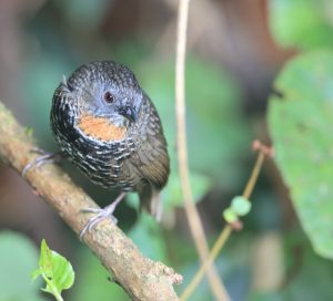 Mishmi Wren Babbler, 锈喉鹩鹛, Spelaeornis badeigularis-gallery-