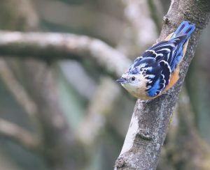 Beautiful Nuthatch-gallery-