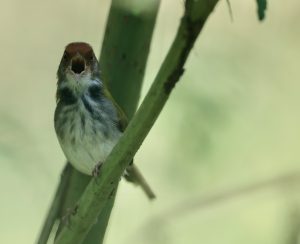 Common Tailorbird, 长尾锋叶莺, Orthotomus sutorius-gallery-