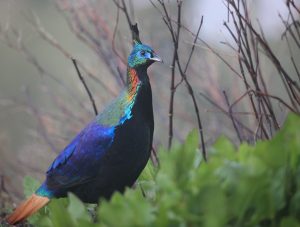 Himalayan Monal, 棕尾虹雉, Lophophorus impejanus-gallery-