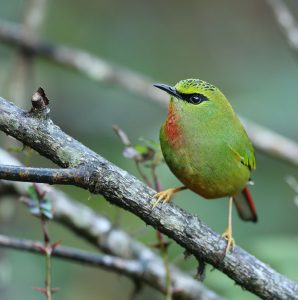 Fire-tailed Myzornis, 火尾绿鹛, Myzornis pyrrhoura-gallery-