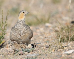 Tibetan Sandgrouse, 西藏毛腿沙鸡, Syrrhaptes tibetanus-gallery-