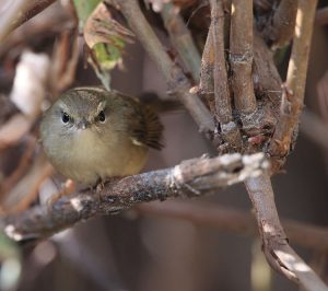 Hume’s Bush Warbler, 休氏树莺, Horornis brunnescens-gallery-