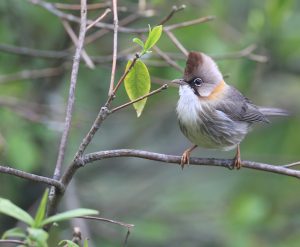 Whiskered Yuhina, 黄颈凤鹛, Yuhina flavicollis-gallery-