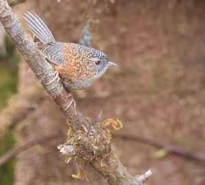 Bar-winged Wren-Babbler, 斑翅鹩鹛, Spelaeornis troglodytoides-gallery-