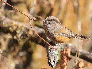 Manipur Fulvetta, 褐头雀鹛, Fulvetta manipurensis-gallery-