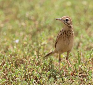 Paddyfield Pipit, 田鹨, Anthus rufulus-gallery-