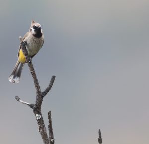 Himalayan Bulbul, 白颊鹎, Pycnonotus leucogenys-gallery-