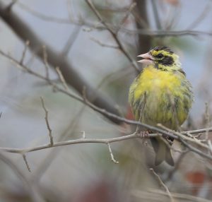 Yellow-breasted Greenfinch, 高山金翅雀, Chloris spinoides-gallery-