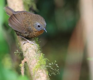 Rufous-throated Wren-Babbler, 短尾鹩鹛, Spelaeornis caudatus-gallery-