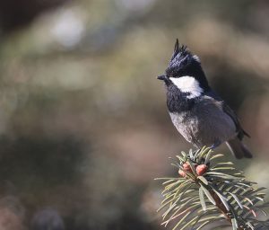 Rufous-vented Tit, 黑冠山雀, Periparus rubidiventris-gallery-