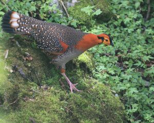 Blyth’s Tragopan, 灰腹角雉, Tragopan blythii-gallery-