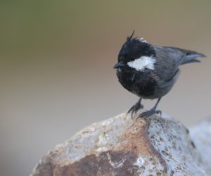 Rufous-naped Tit, 棕枕山雀, Periparus rufonuchalis-gallery-