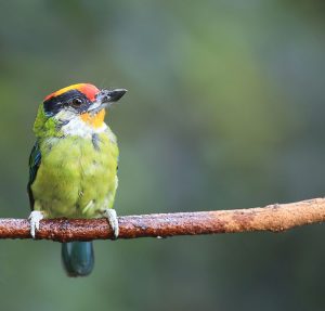 Golden-throated Barbet, 金喉拟啄木鸟, Psilopogon franklinii-gallery-