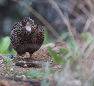 Himalayan Monal, 棕尾虹雉, Lophophorus impejanus-gallery-