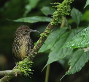 Long-billed Wren-babbler, 长嘴鹩鹛, Rimator malacoptilus-gallery-