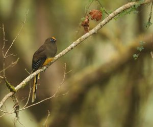 Ward’s Trogon, 红腹咬鹃, Harpactes wardi-gallery-