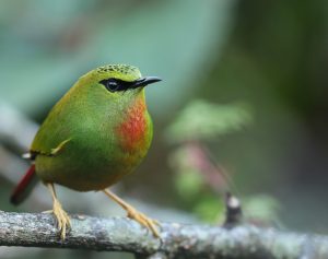 Fire-tailed Myzornis, 火尾绿鹛, Myzornis pyrrhoura-gallery-