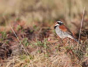 Tibetan Bunting, 藏鹀, Emberiza koslowi-gallery-