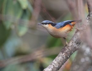 White-tailed Nuthatch, 白尾䴓, Sitta himalayensis-gallery-