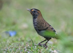 Rufous-chinned Laughingthrush, 棕颏噪鹛, Ianthocincla rufogularis-gallery-