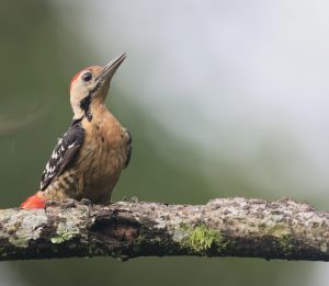 Fulvous-breasted Woodpecker, 茶胸啄木鸟, Dendrocopos macei-gallery-