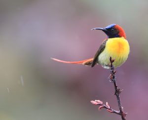 Fire-tailed Sunbird, 火尾太阳鸟, Aethopyga ignicauda-gallery-