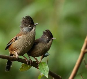 Hoary-throated Barwings, 纹头斑翅鹛, Actinodura nipalensis-gallery-