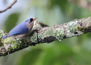 Velvet-fronted Nuthatch, 绒额䴓, Sitta frontalis-gallery-