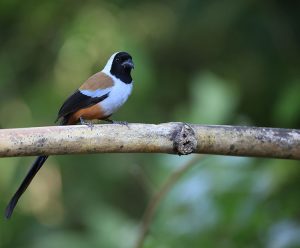 Collared Treepie, 黑额树鹊, Dendrocitta frontalis-gallery-