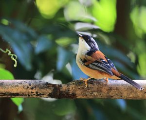 Rufous-backed Sibia, 栗背奇鹛, Leioptila annectens-gallery-