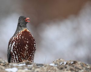 Snow Partridge, 雪鹑, Lerwa lerwa-gallery-