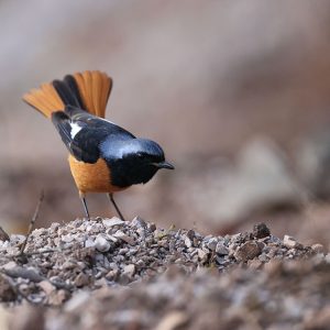 Daurian Redstart, 北红尾鸲, Phoenicurus auroreus-gallery-