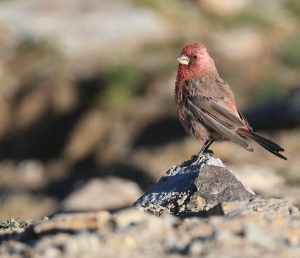 Streaked Rosefinch, 拟大朱雀, Carpodacus rubicilloides-gallery-