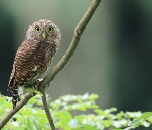 Asian Barred Owlet, 班头鸺鶹, Glaucidium cuculoides-gallery-