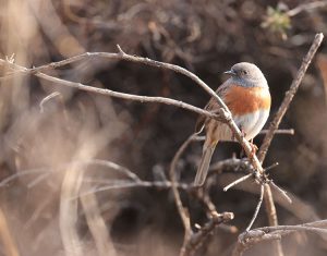 Robin Accentor, 鸲岩鹨, Prunella rubeculoides-gallery-