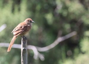 Tibetan Babax, 棕草鹛, Pterorhinus koslowi-gallery-