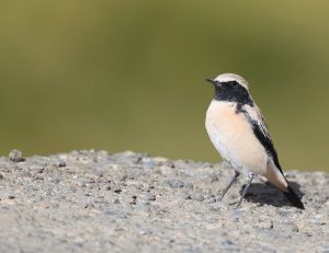 Desert Wheatear, 漠䳭, Oenanthe deserti-gallery-