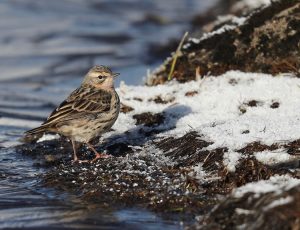 Rosy Pipit, 粉红胸鹨, Anthus roseatus-gallery-