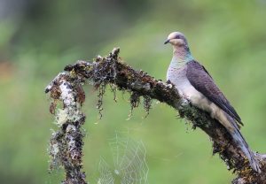 Barred Cuckoo Dove, 斑尾鹃鸠, Macropygia unchall-gallery-