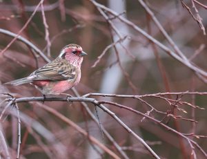 Chinese White-browed Rosefinch, 白眉朱雀, Carpodacus dubius-gallery-