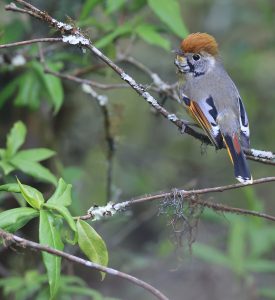 Bar-throated Minla, 斑喉希鹛, Actinodura strigula-gallery-