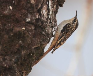 Sikkim Treecreeper, 褐喉旋木雀, Certhia discolor-gallery-