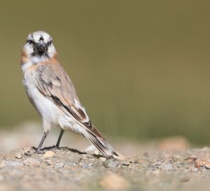 Blanford’s Snowfinch, 棕背雪雀, Pyrgilauda blanfordi-gallery-