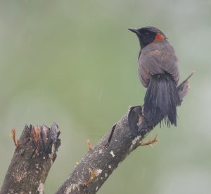 Rufous-necked Laughingthrush, 栗颈噪鹛, Pterorhinus ruficollis-gallery-