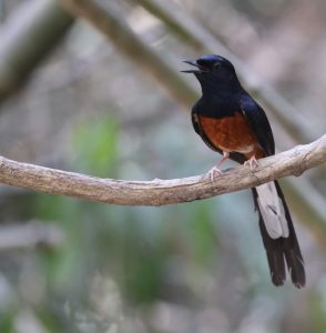 White-rumped Shama, 白腰鹊鸲, Copsychus malabaricus-gallery-