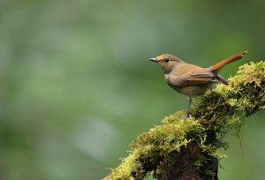 Rufous-bellied Niltava, 棕腹仙鹟, Niltava sundara-gallery-