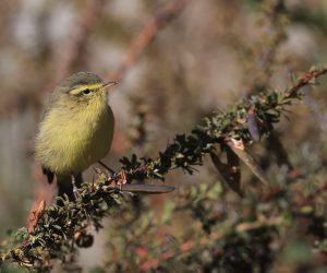 Tickell’s Leaf Warbler, 黄腹柳莺, Phylloscopus affinis-gallery-